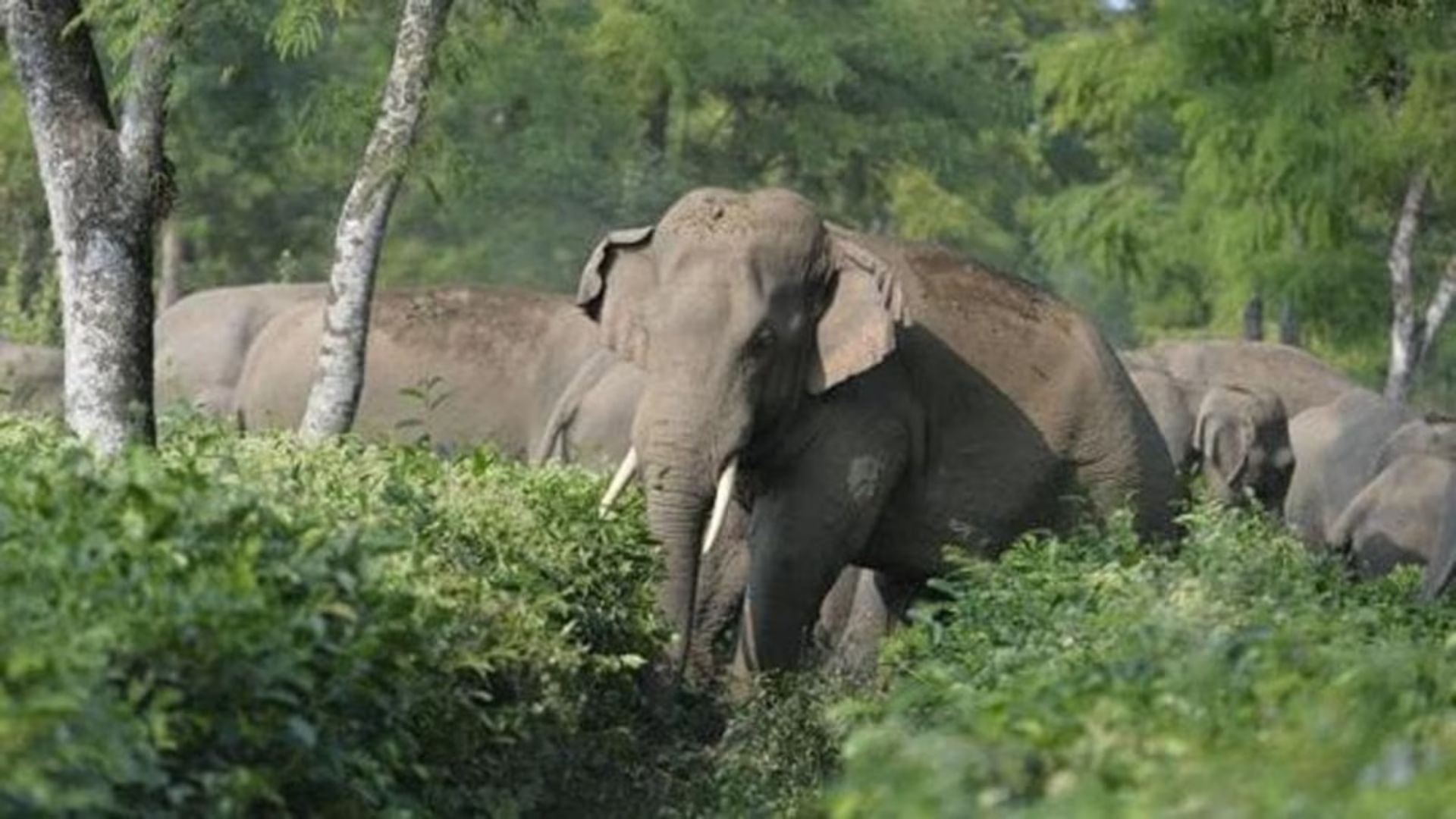 Wayanad Landslide: How Wild Elephants Played An Unexpected Role In A Family’s Survival