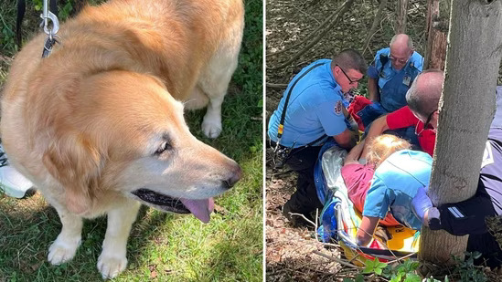 ‘Dog – A Man’s Best Friend’ Proved True: Golden Retriever Saves US Man’s Life Who Plunged 20 Feet