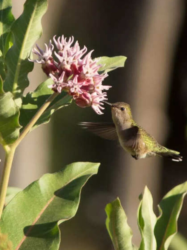 6 Flowers And Plants That Will Attract Birds To Your Garden