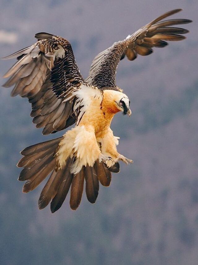 Vultures: Essential Guardians of Human Health Despite Their Grim Reputation