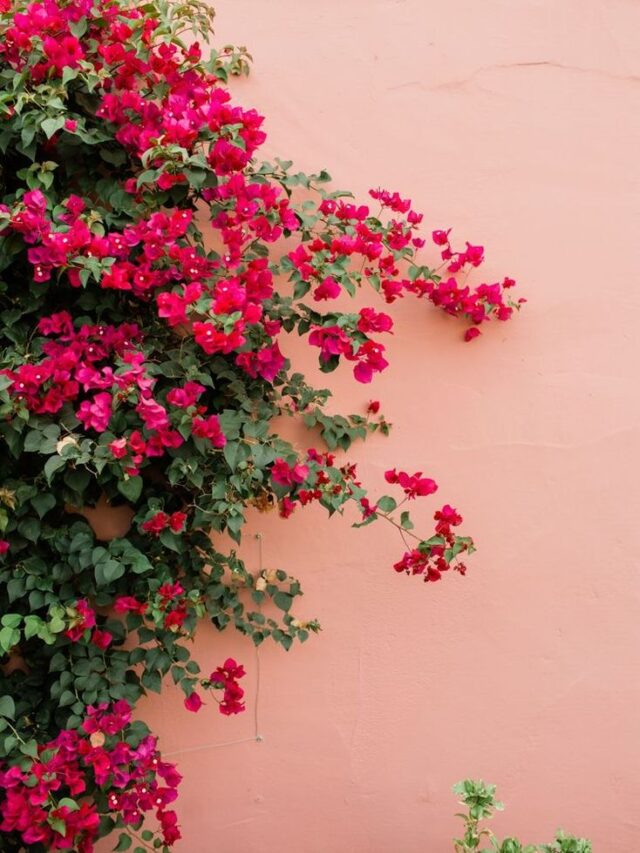 5 Tips For Growing Bougainvillea At Home