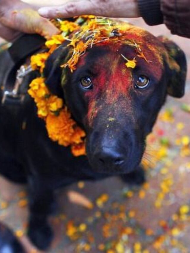 Kerala’s Furry Faith: Exploring The Temple Dedicated To Dogs