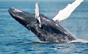 Solo Ocean Rower Surrounded By Dozens Of Whales For Hours In Surreal Encounter