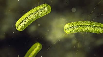 Understanding Listeria: The Bacterial Outbreak Causing Deaths In The US