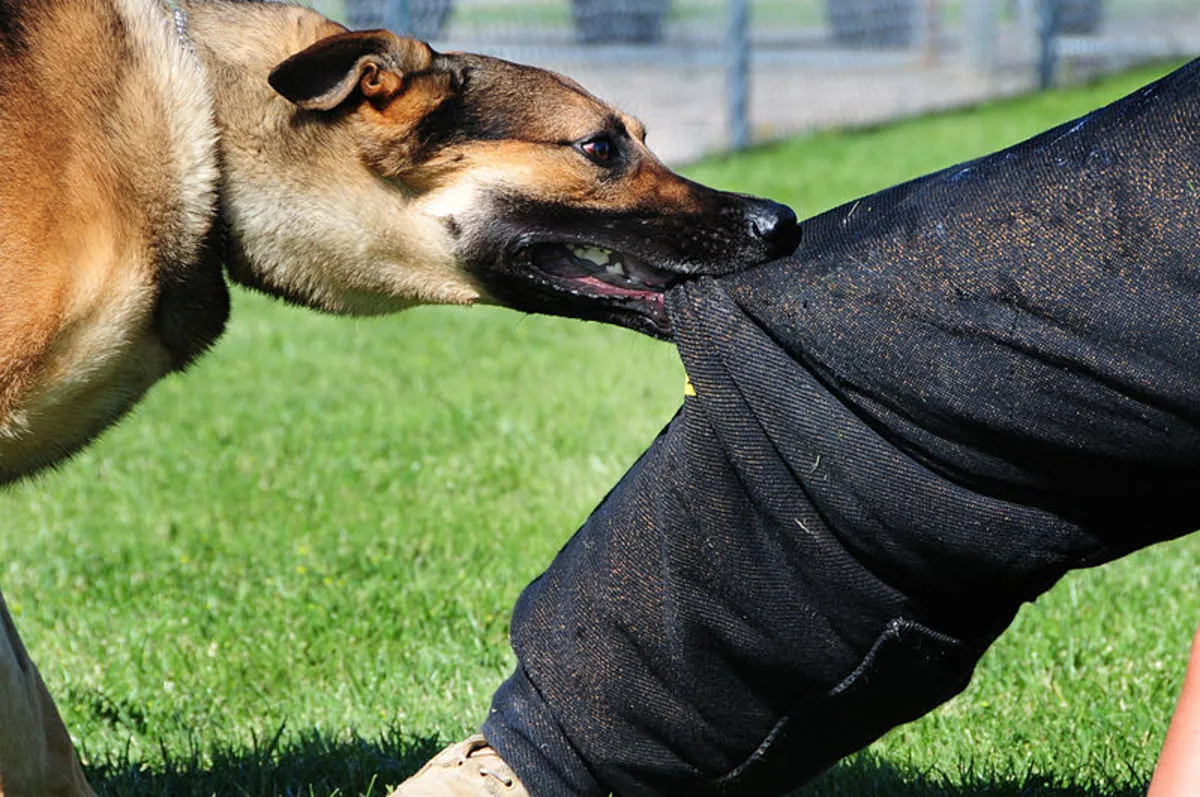 Dog Bites One, Creates Trouble for Everyone: Man’s Disturbing Behaviour After Dog Bite