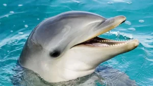 Japanese Beaches Face Dolphin Attack Threat: Lonely Dolphin Blamed For Injuries