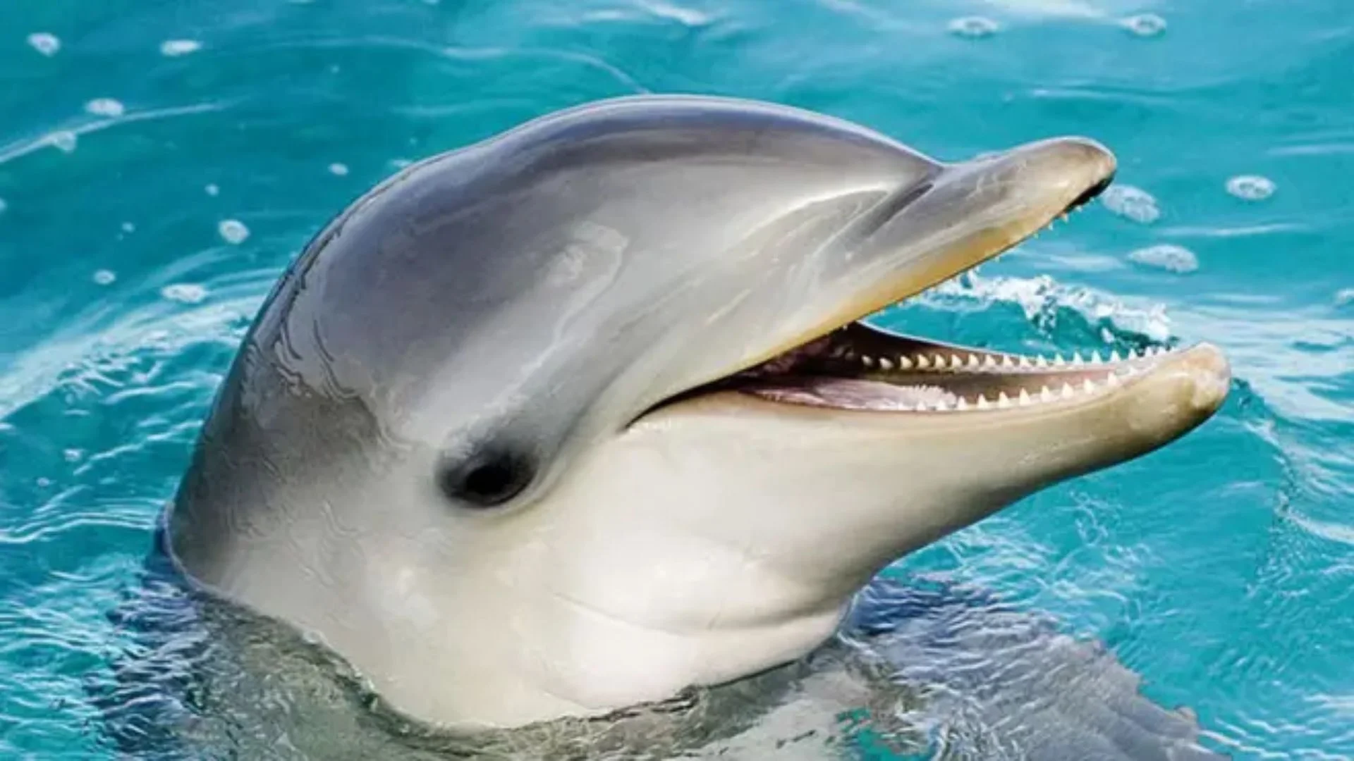 Japanese Beaches Face Dolphin Attack Threat: Lonely Dolphin Blamed For Injuries