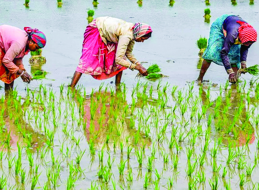 Bumper Harvest On Cards As Kharif Area jumps