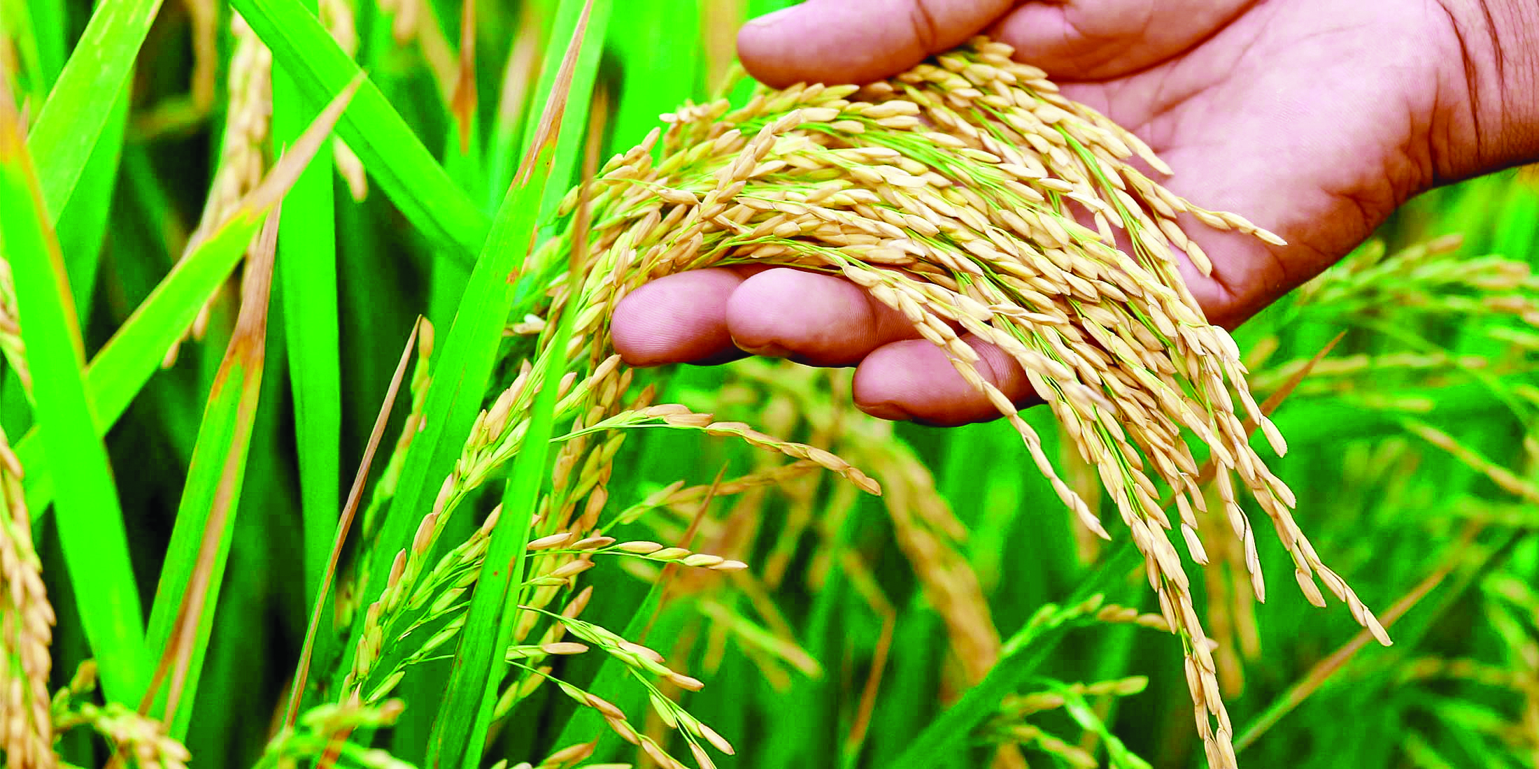 Paddy procurement  target hiked to 485 LT