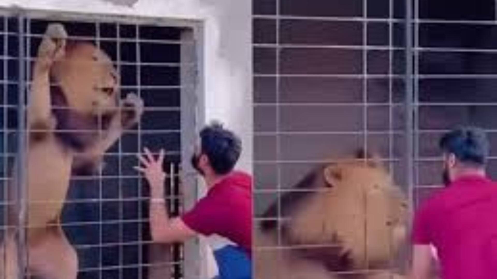 Man’s Provocation Of Lion