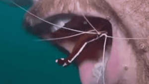 Watch: Little Fish Clean Scuba Diver’s Teeth In Viral Underwater Video