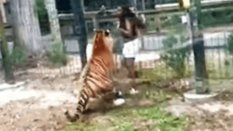 Watch: US Woman Climbs Into Tiger Cage, Almost Gets Bitten