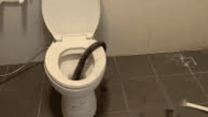 Watch: 12-Foot Python Bites Man On Toilet, Blood All Around Is Terrifying