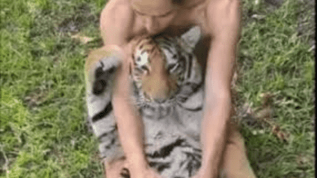 Man Rubs Tiger's Belly