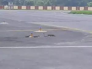 Cobra vs. Three Mongooses On Patna Airport Runway: Watch The Intense Showdown