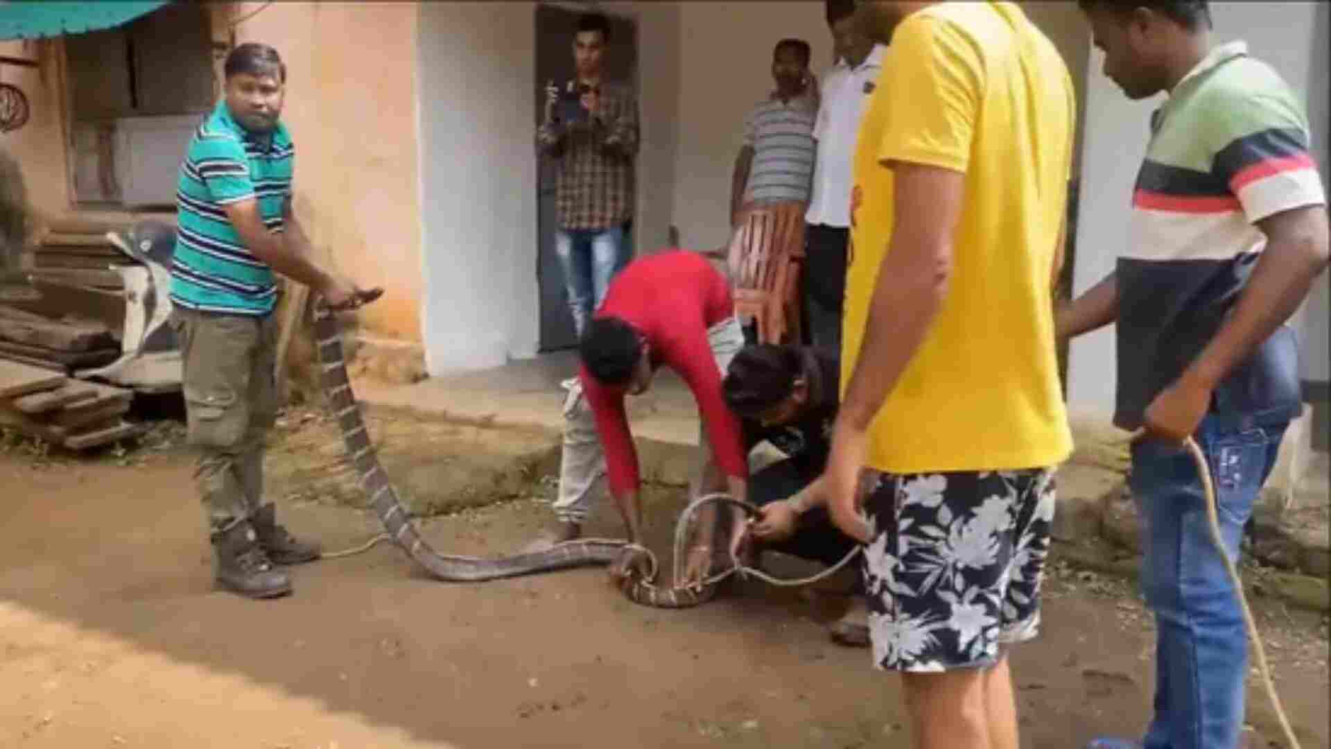 Odisha: Massive 11-Foot King Cobra Rescued From Home After Pursuing Monitor Lizard