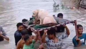 Watch: Locals Rescue Stranded Dog Amid Vadodara Floods, Earn Praise Online