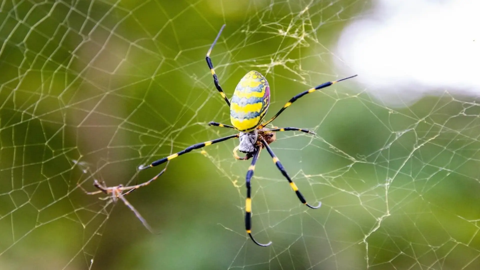 British Man Survives Deadly Flesh-Eating Disease After Spider Bite Before Egypt Trip