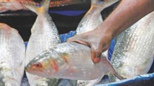 Bangladesh Bans Hilsa Exports To India, Impacting Durga Puja Feasts