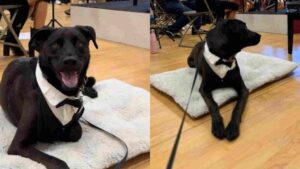 Billy: The Tuxedo-Clad Dog Passionate For Music Who Was Invited To Vancouver Orchestra