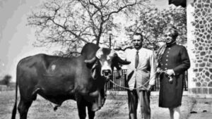 Did You Know a Bull from Gujarat Fueled Brazil’s Dairy Revolution?