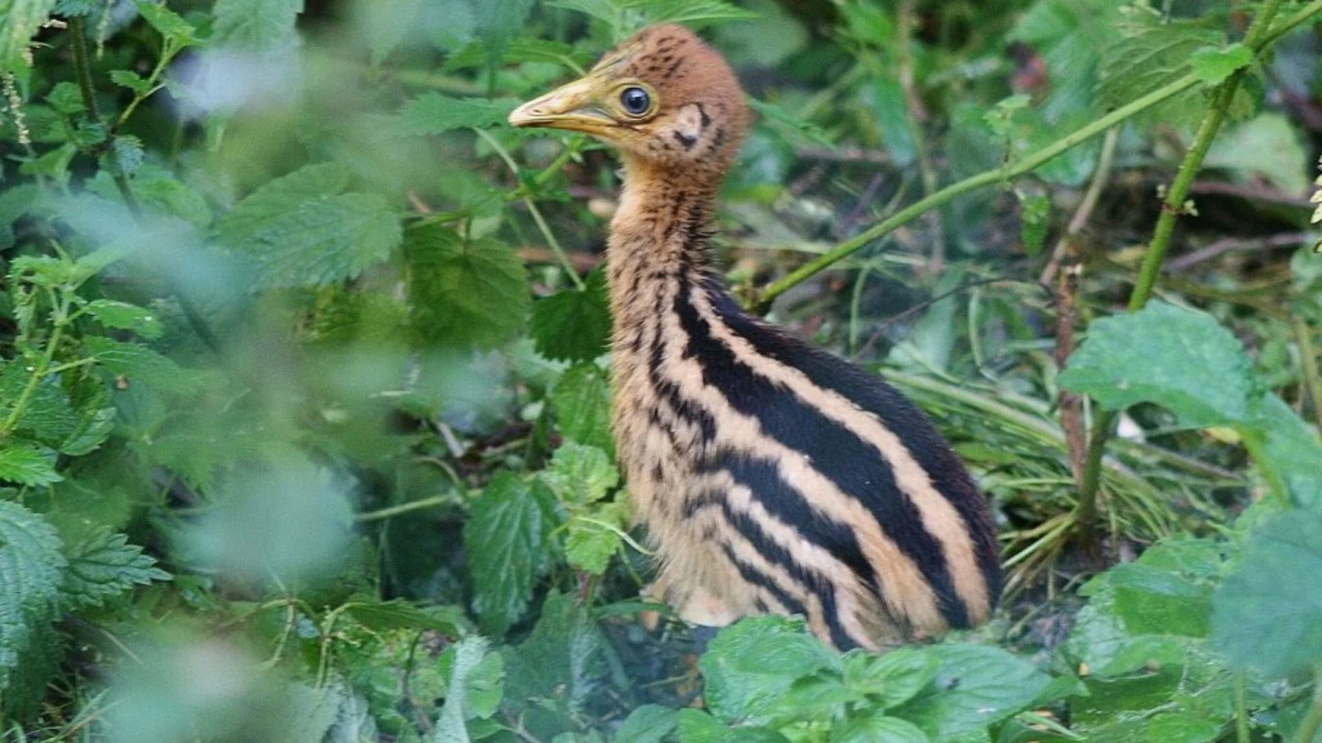 Rare Southern Cassowary Chick Hatches At UK Bird Park After 25 Years Of Efforts