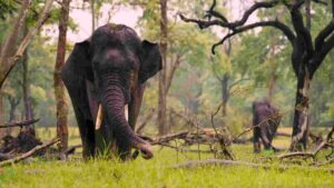 Elephants’ Journey From India To New York Highlights Coexistence Efforts