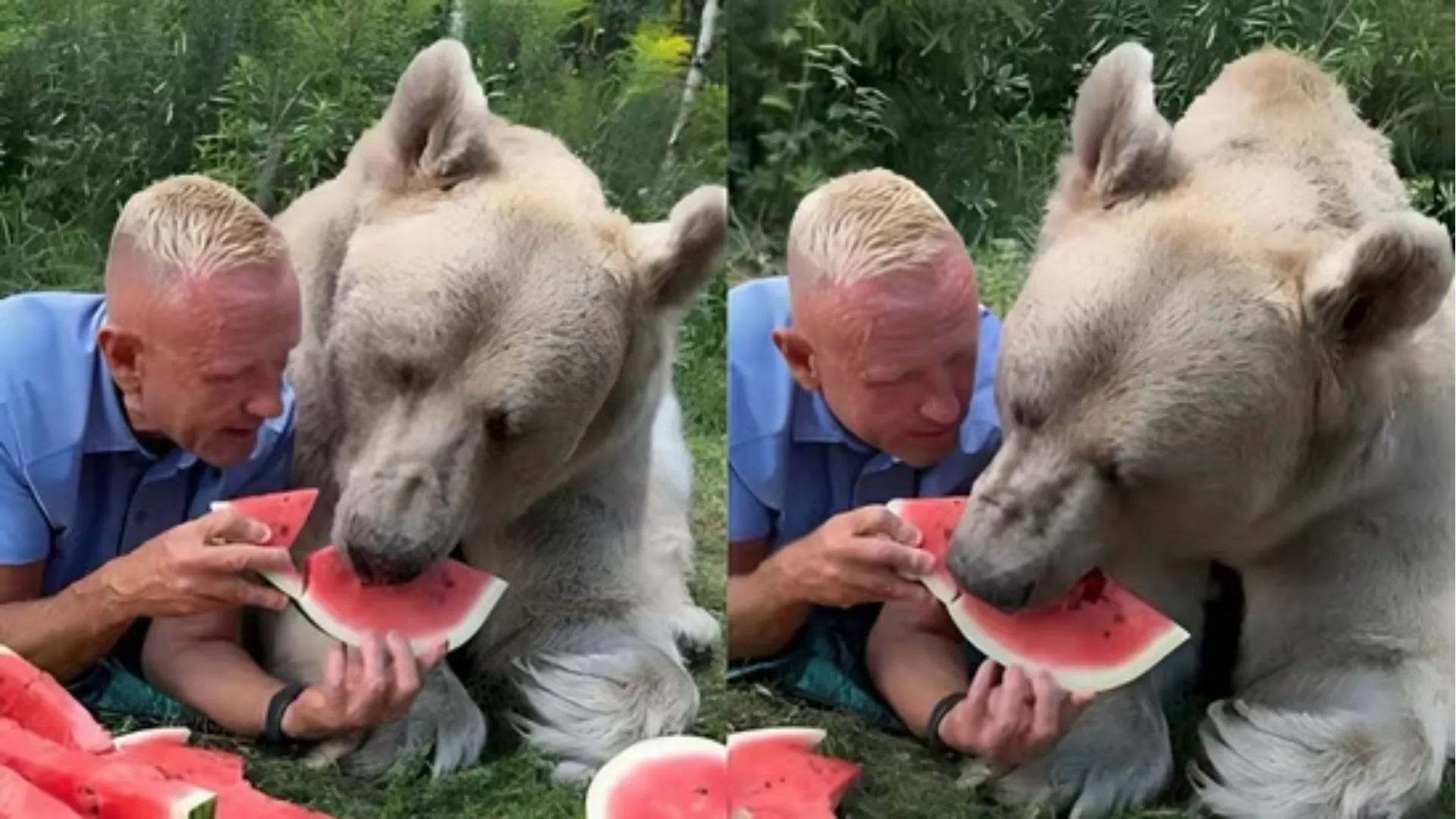 Russian Man Goes Viral for Feeding Watermelon to Giant Bear