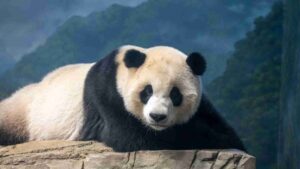 Finland Zoo Returns $8 Million Giant Pandas to China After High-Cost Stay