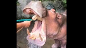 Watch: Hippo Getting Its Teeth Cleaned!