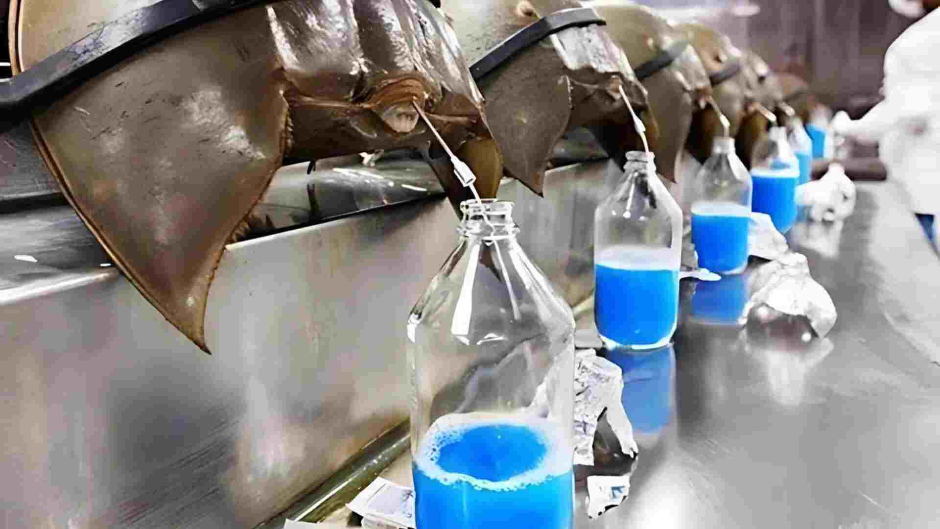 Blue Gold: Why This Creature’s Blood Is The Most Expensive In The World