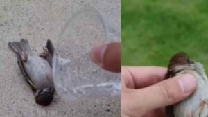 A Simple Act Of Kindness: Man Saves Dying Bird With Water | Watch