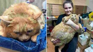 17 Kg ‘Monster’ Cat Discovered In Russia, Reportedly Fed Whiskey, Crackers And Meat