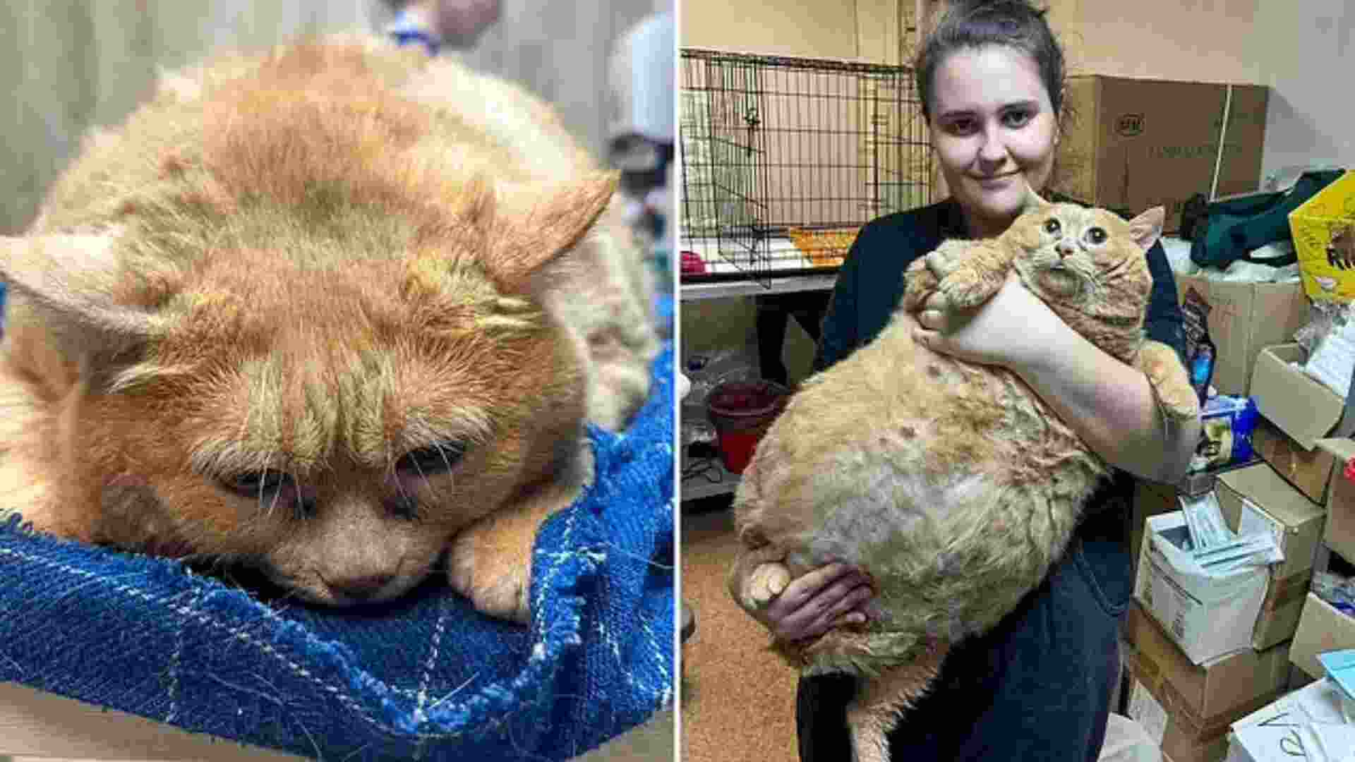 17 Kg ‘Monster’ Cat Discovered In Russia, Reportedly Fed Whiskey, Crackers And Meat