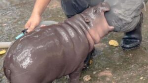 Moo-Deng The Baby Hippo Faces Disturbing Harassment From Zoo Visitors In Viral Videos