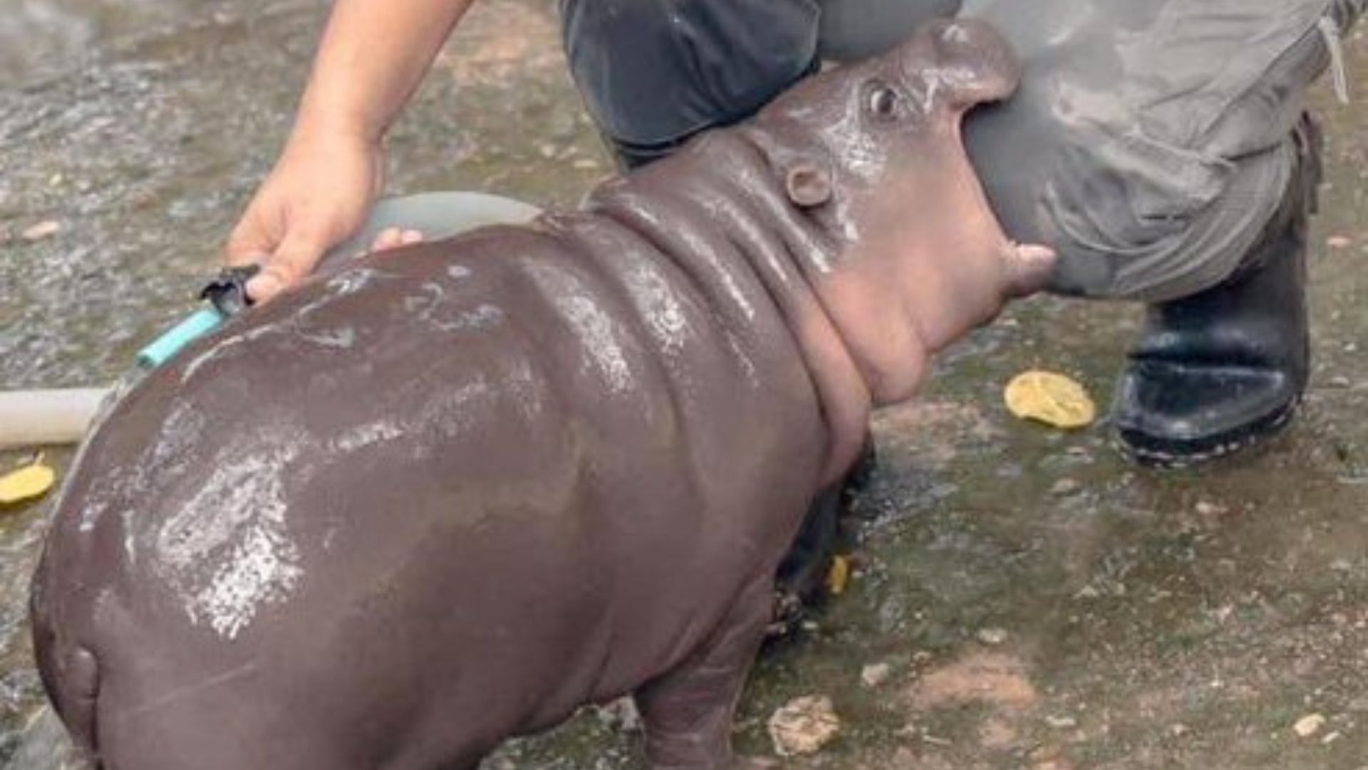 Moo-Deng The Baby Hippo Faces Disturbing Harassment From Zoo Visitors In Viral Videos