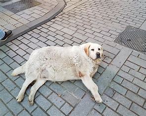 Meet “The Boulder,” Istanbul’s Unlikely Top Tourist Attraction—A Stray Dog!