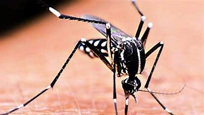 MCD Launches Special Drive To Control Mosquito Breeding