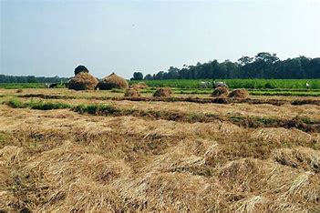 Punjab Allocates ₹500 Cr For Paddy Straw Management At Kisan Mela