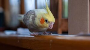 When a Parrot Showed Remarkable Intelligence: ‘He Started Saying…’