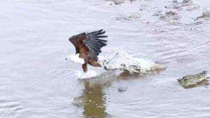 Eagle Steals Crocodile’s Meal in Dramatic Kruger National Park