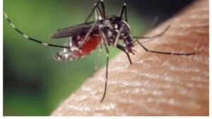 Indore Reports 16 New Dengue Cases in 24 Hours, Total Cases Reach 314