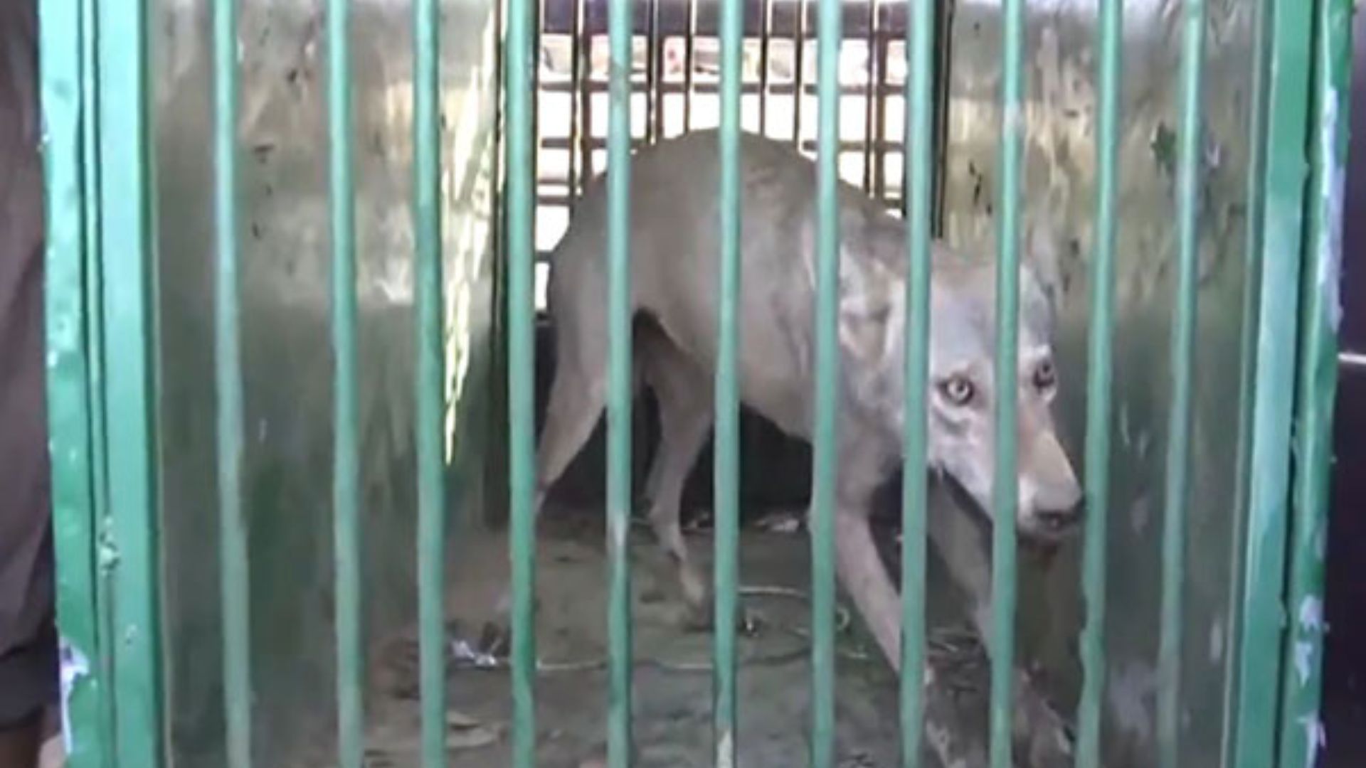 Fifth ‘Killer’ Wolf Captured in Bahraich, Final Predator Still on the Run