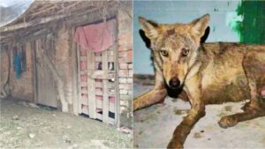 Bahraich: 11-Year-Old Boy Allegedly Attacked by Wolf, Search for Sixth ‘Killer’ Wolf Continues