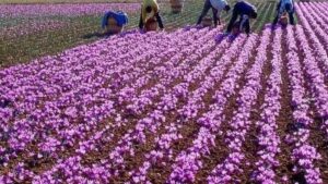 Saffron in Peril: Kashmir’s Golden Harvest Threatened by Global Warming