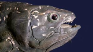 New Insights into Coelacanth Evolution As Tectonic Plates Shifted