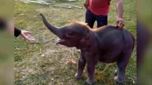 Watch: Forest Officials Heroically Save Baby Elephant From The Brink