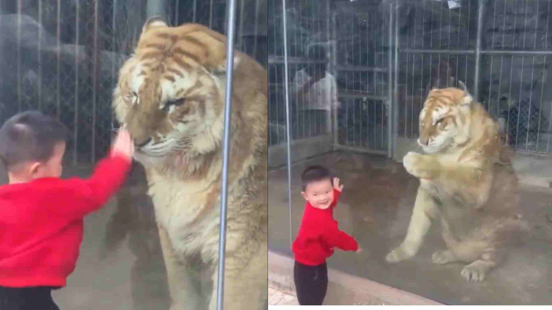 Watch: Tiger’s Adorable Reaction To Toddler’s ‘Paw-Punching’ Wins Over The Internet