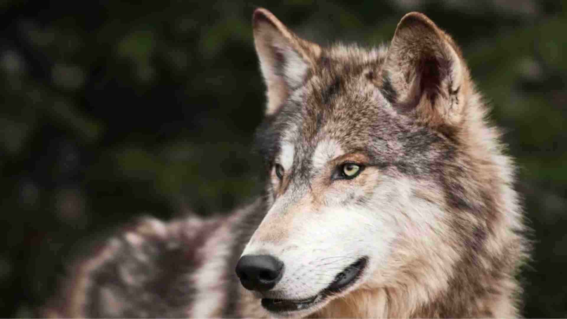 Why Do Wolves Turn To Man-Eating? Understanding The Bahraich Attacks