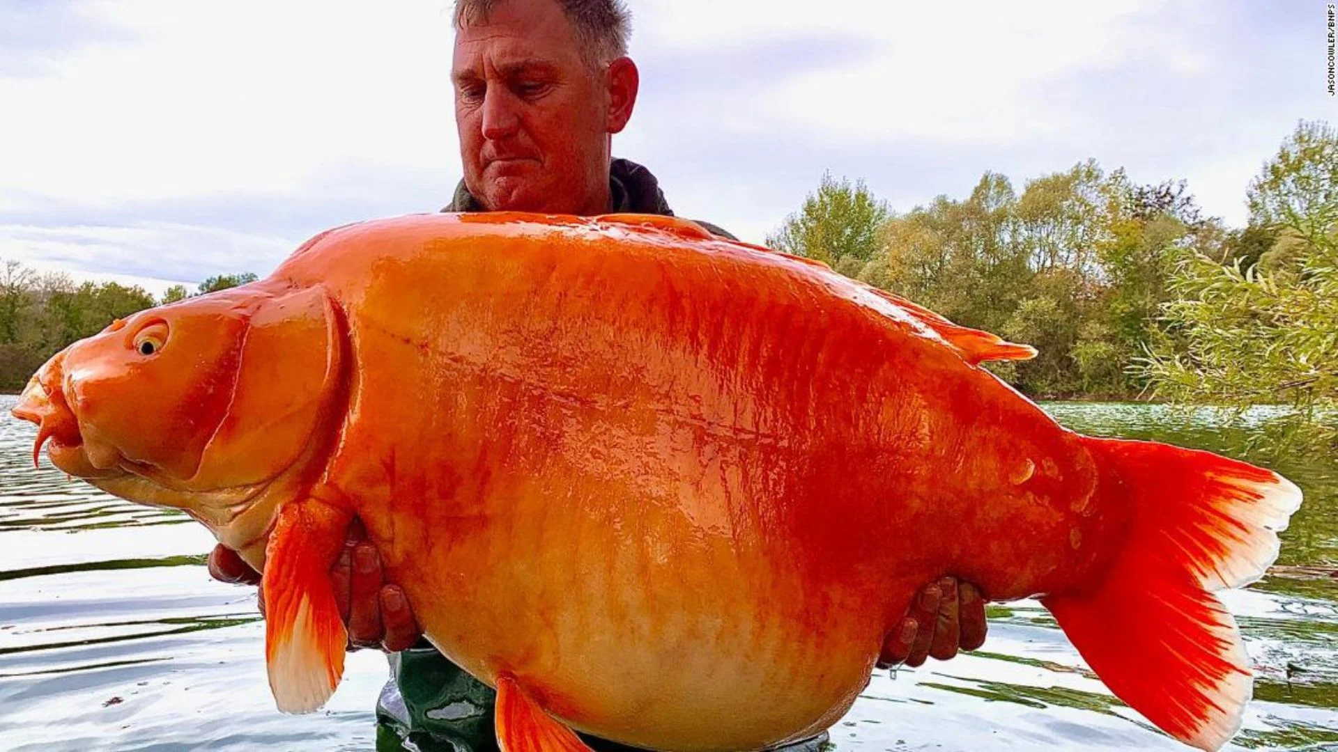 Famous Goldfish ‘Carrot’ Dies At 20, Leaves Legacy With Offspring